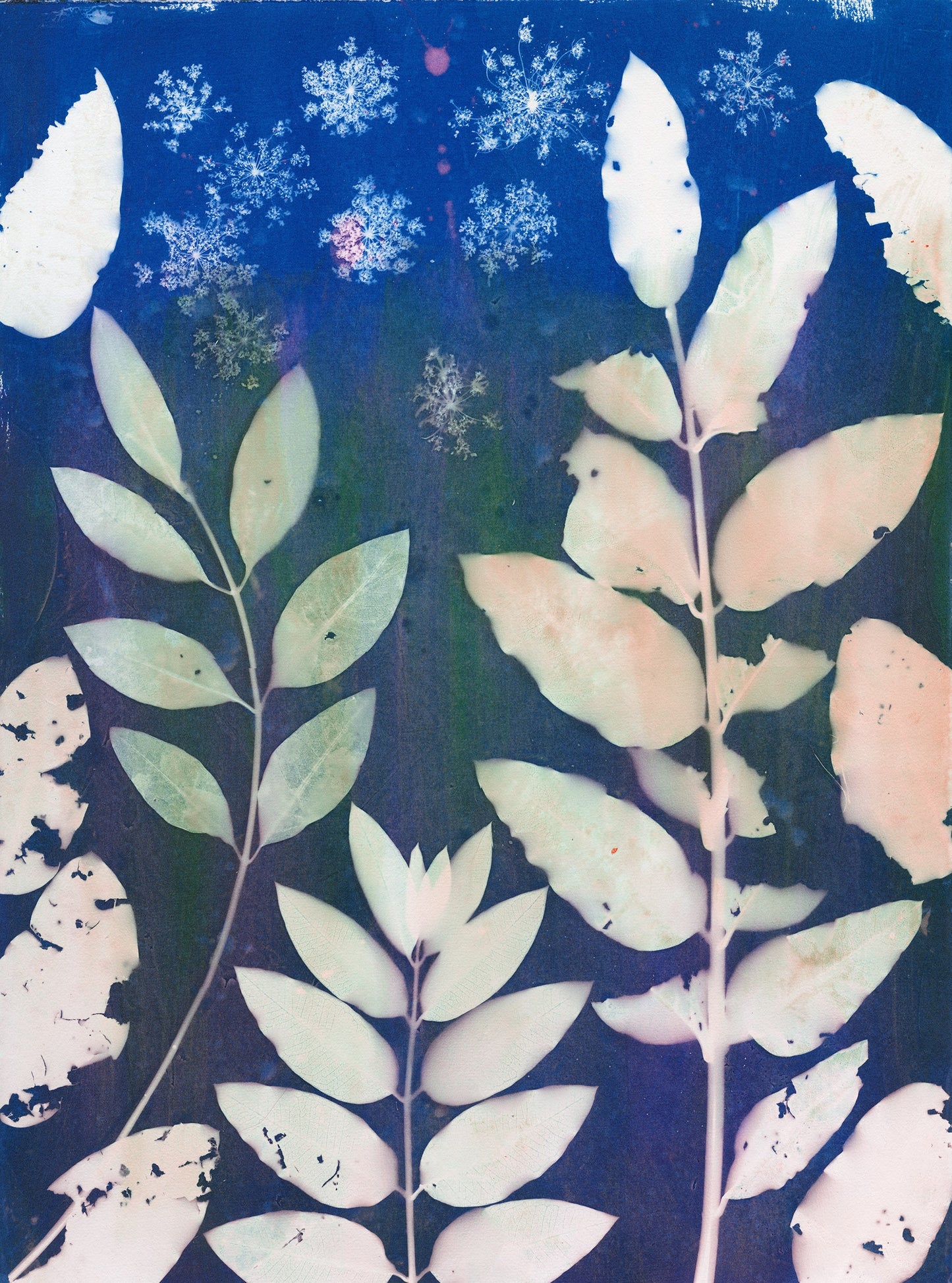 Lucie Wellner - Solar Milkweed matted and framed